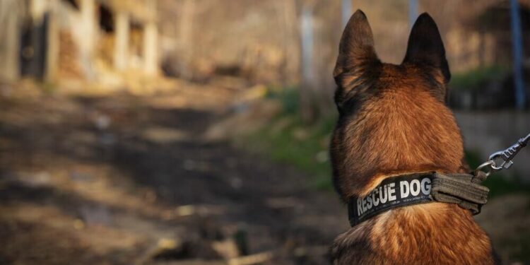 Нови спасилачки пси у служби МУП-а - Српски угао