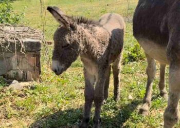 Poljoprivreda u Srbiji prkosi suši: Država obezbedila rekordne subvencije i sigurnu hranu