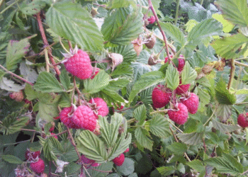 Crveno zlato sa Balkana: Srpska malina u svetskom vrhu izvoza