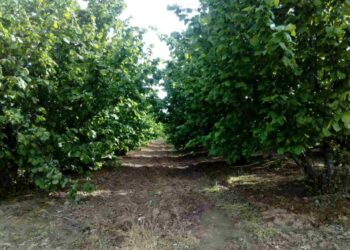 Lešnik u Srbiji: Zlatna investicija koja može doneti do 10.000 evra po hektaru