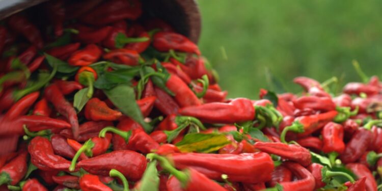 Crveno zlato južne Srbije: Paprika nizača iz Donje Lokošnice