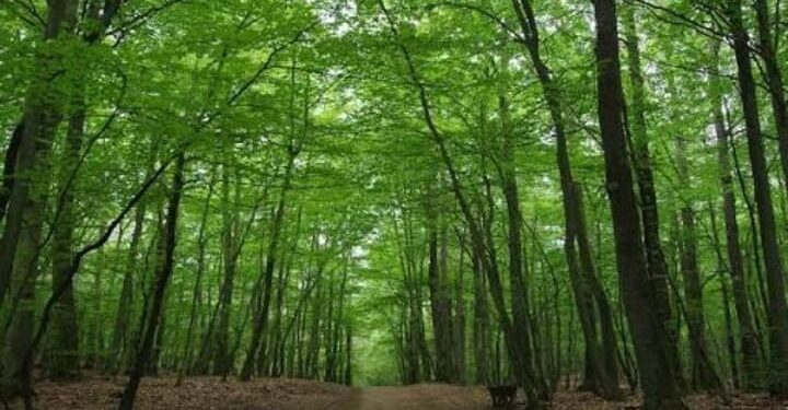 EU staje na put krčenju šuma – Srbija jača svoja zelena pluća