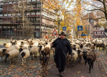 Tradicija koja zaustavlja grad: 600 ovaca prolaze kroz Nirnberg