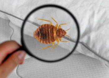 Invazija stenica u Parizu tokom projekcije „Aliena“