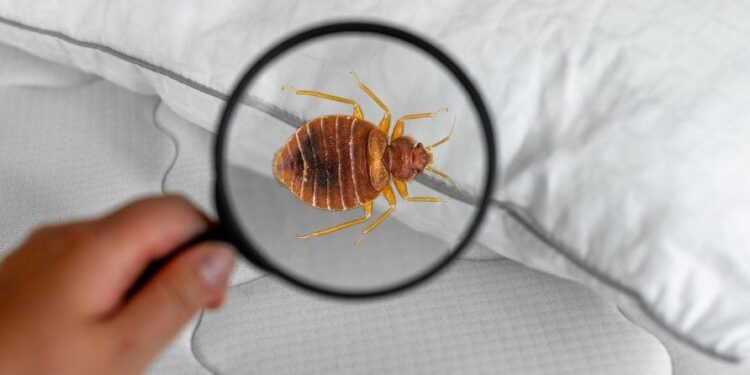 Invazija stenica u Parizu tokom projekcije „Aliena“