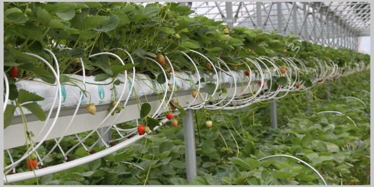 Snažna podrška Ministarstva za modernizaciju voćnjaka