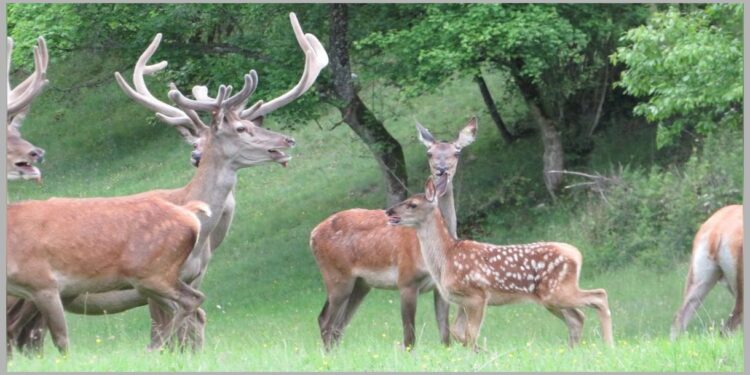 Vršačke planine postaju evropski centar za uzgoj jelena