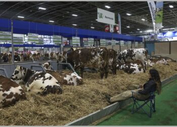 Šest decenija tradicije žrtvovano zbog nemoći Francuske