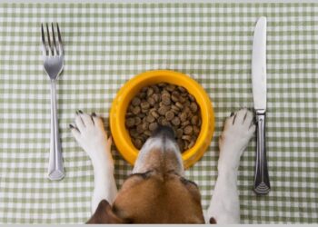 Tvoj ljubimac zagadjuje planetu!