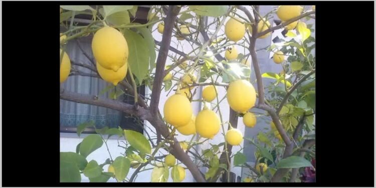 Bašta u Petrovaradinu u kojoj uspevaju banane i morski šipak