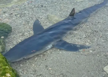 Ajkula na Ibici – nesvakidašnja scena