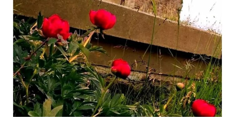 Kosovski božur: Cvet rođen iz krvi srpskih junaka