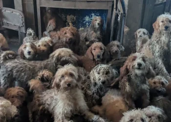 Šok koji je zgrozio svet: Spaseno 250 pasa iz kuće strave i užasa!