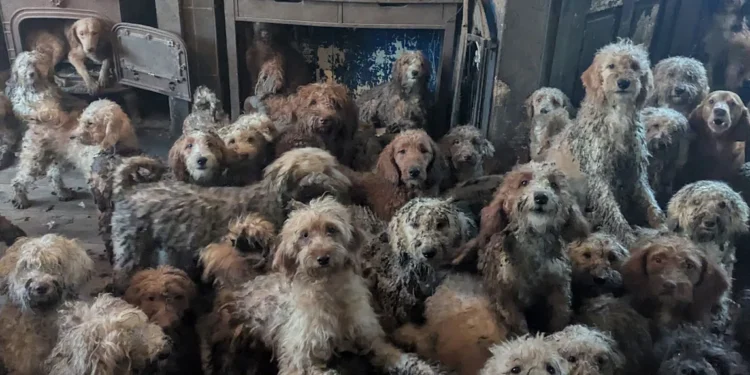 Šok koji je zgrozio svet: Spaseno 250 pasa iz kuće strave i užasa!