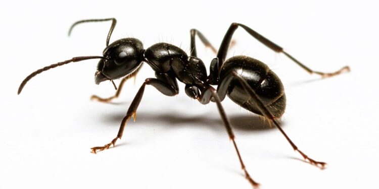 Prolećna invazija mrava: Kako ih zaustaviti i kada zvati stručnjake?