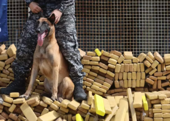 Pas Hulk pronašao 48 tona marihuane: Najveća zaplena u istoriji Brazila