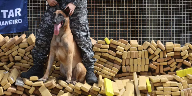 Pas Hulk pronašao 48 tona marihuane: Najveća zaplena u istoriji Brazila