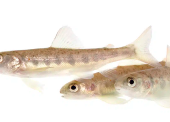 Ribe na kokainu: Plivaju 2 puta brže i lutaju kao lude!