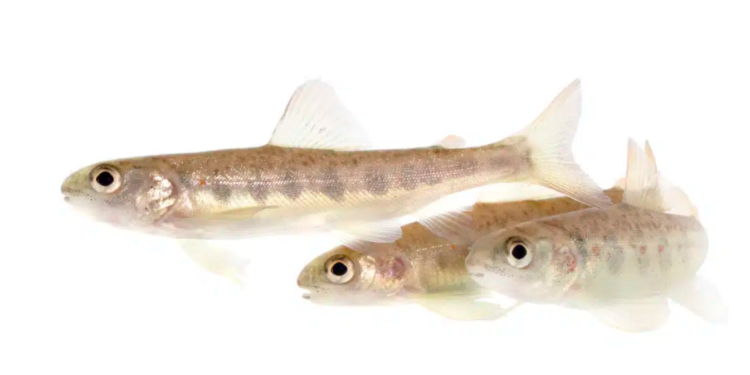 Ribe na kokainu: Plivaju 2 puta brže i lutaju kao lude!