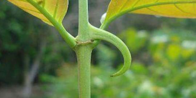 Da li vas zaista može ubiti ,,čudotvorna biljka“ – Suđenje u Austriji