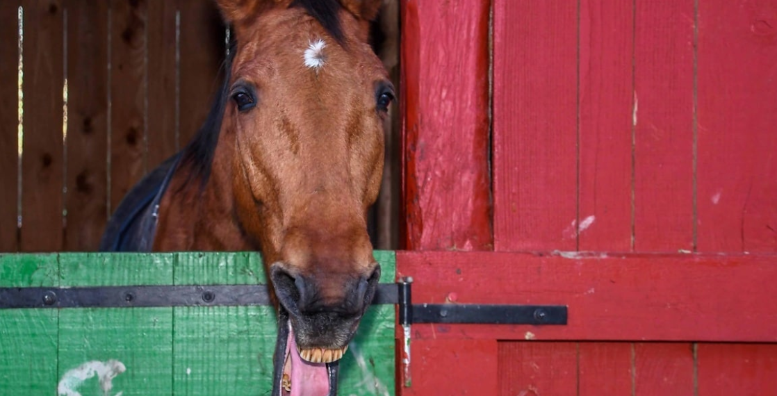 Šokantan slučaj u Austriji: Kamera snimila seksualno zlostavljanje konja u štali