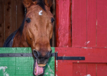 Šokantan slučaj u Austriji: Kamera snimila seksualno zlostavljanje konja u štali