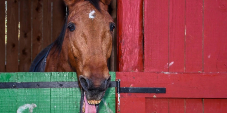 Šokantan slučaj u Austriji: Kamera snimila seksualno zlostavljanje konja u štali