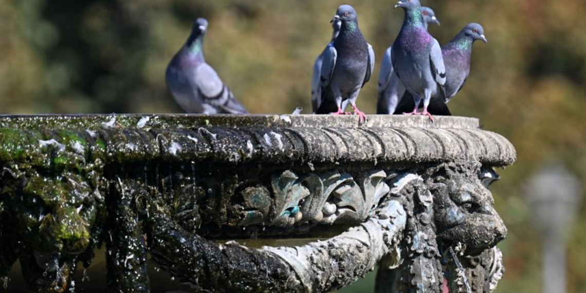 Lov na ptice u Beču: Muškarac pucao sa balkona na golubove