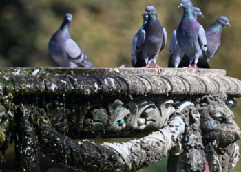 Lov na ptice u Beču: Muškarac pucao sa balkona na golubove