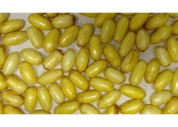 1 kg kokaina u stomaku! Španac uhapšen na bečkom aerodromu!