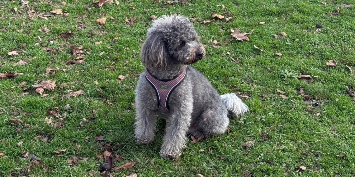 Plaćeno odsustvo za ljubimce: Italija uvodi nova pravila bolovanja