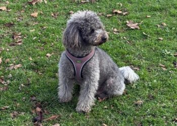 Plaćeno odsustvo za ljubimce: Italija uvodi nova pravila bolovanja