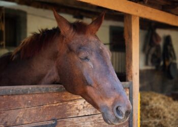 Vlada opredelila preko 33 milijarde dinara za stočarsto