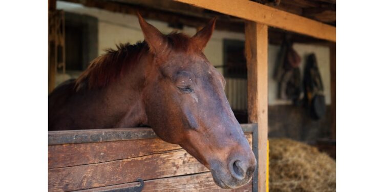 Vlada opredelila preko 33 milijarde dinara za stočarsto