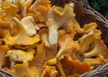 Ko bi rekao da gljive imaju svoj dan? Danas je Dan pečuraka!