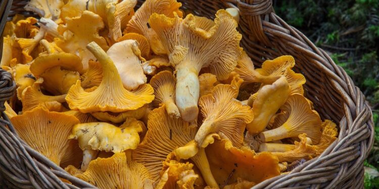 Ko bi rekao da gljive imaju svoj dan? Danas je Dan pečuraka!