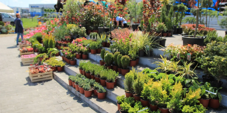 Kragujevac u bojama proleća: Sajam hortikulture okuplja preko 100 izlagača