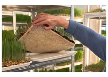 Porodica iz Mirijeva prva u Srbiji pravi kapsule od soka speltine trave