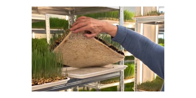 Porodica iz Mirijeva prva u Srbiji pravi kapsule od soka speltine trave