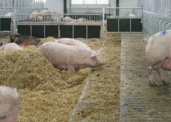 Svinje u neboderima: Kina podigla farmu od 26 spratova