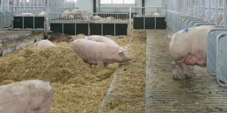 Svinje u neboderima: Kina podigla farmu od 26 spratova