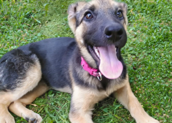 Nemački azili za životinje na rubu kolapsa: Neodgovorni vlasnici osudili pse na zatvor