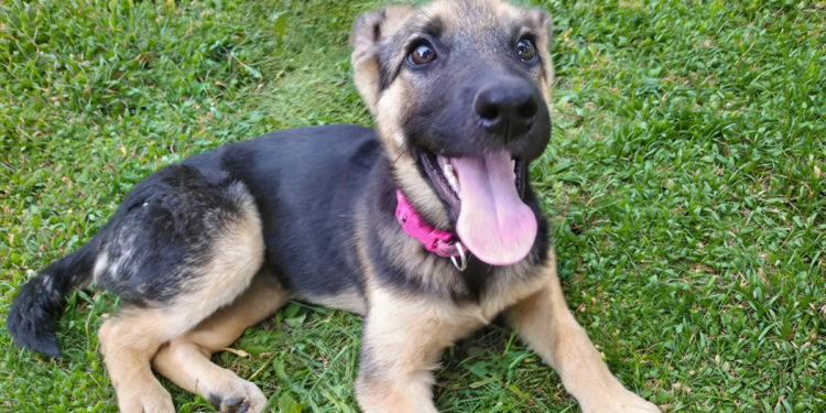 Nemački azili za životinje na rubu kolapsa: Neodgovorni vlasnici osudili pse na zatvor