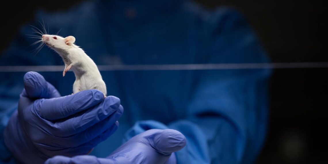 Kontracepcija za „super pacove“ – Evropa protiv invazije glodara