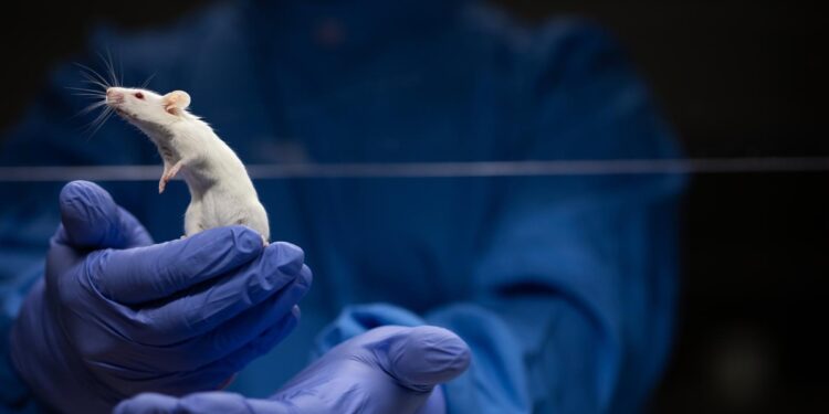 Kontracepcija za „super pacove“ – Evropa protiv invazije glodara