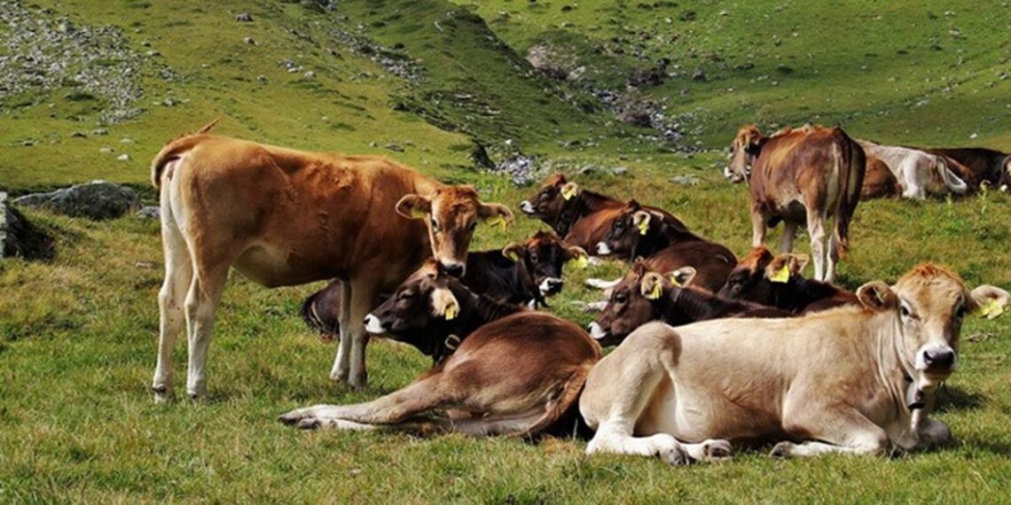 Velika šansa za stočare: Država daje novac i podiže proizvodnju