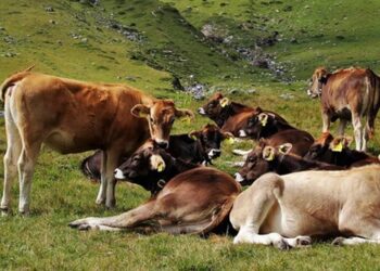 Velika šansa za stočare: Država daje novac i podiže proizvodnju