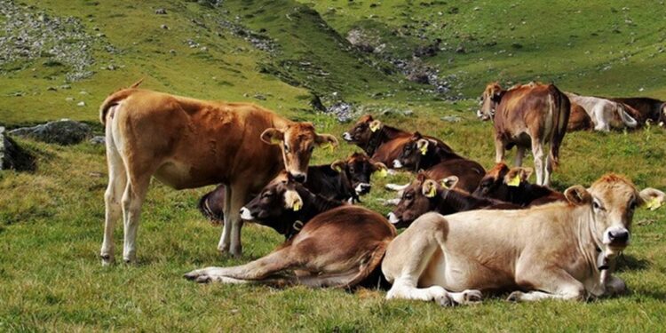 Velika šansa za stočare: Država daje novac i podiže proizvodnju