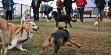 Vlasnik ujeo psa: Policija intervenisala u bečkom parku