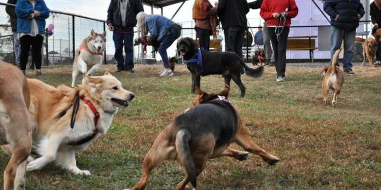 Vlasnik ujeo psa: Policija intervenisala u bečkom parku